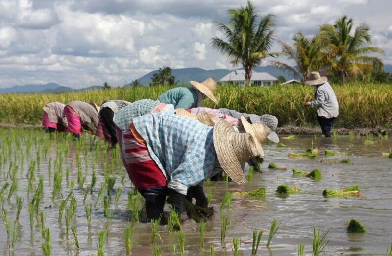 hành trình hạt gạo và người nông dân