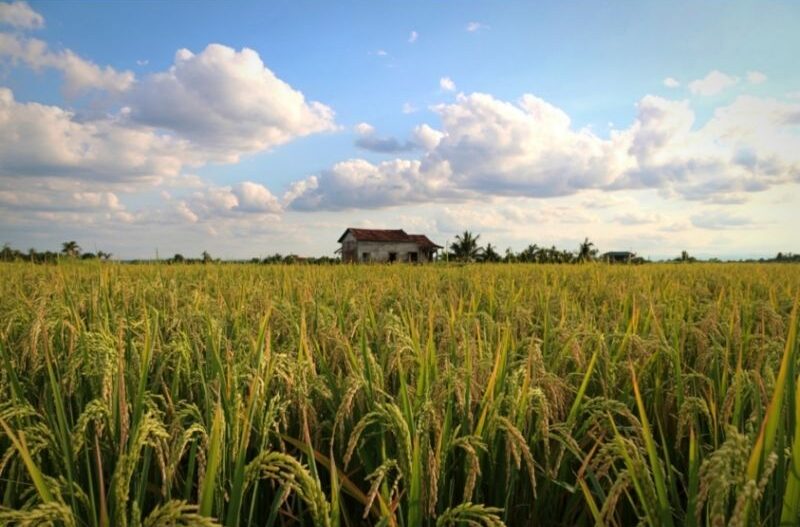 đất phù sa miền tây trồng lúa