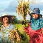 gạo miền tây được ưa chuộng