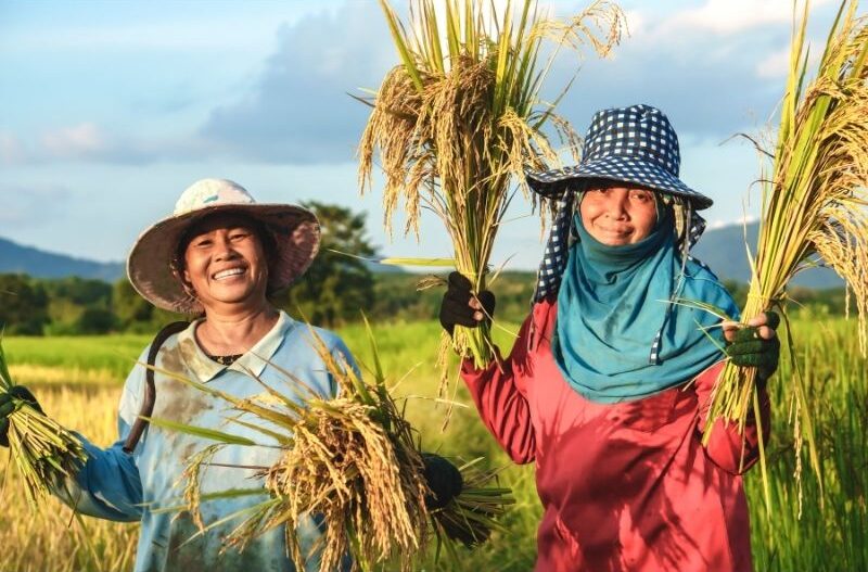 nông dân miền tây chăm sóc ruộng lúa