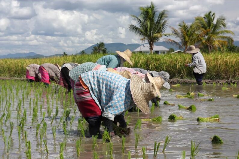 nông dân cấy lúa trên ruộng nước