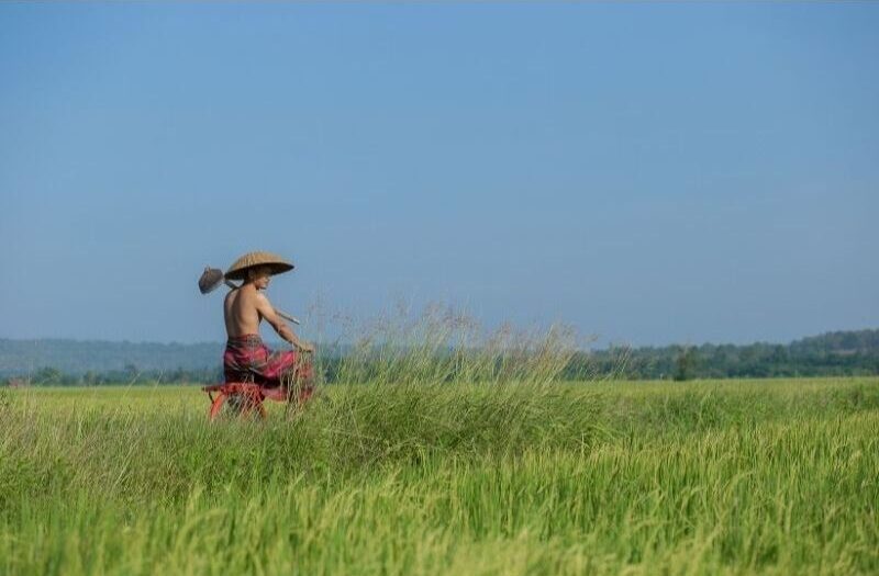 hành trình hạt gạo từ cánh đồng đến bữa cơm